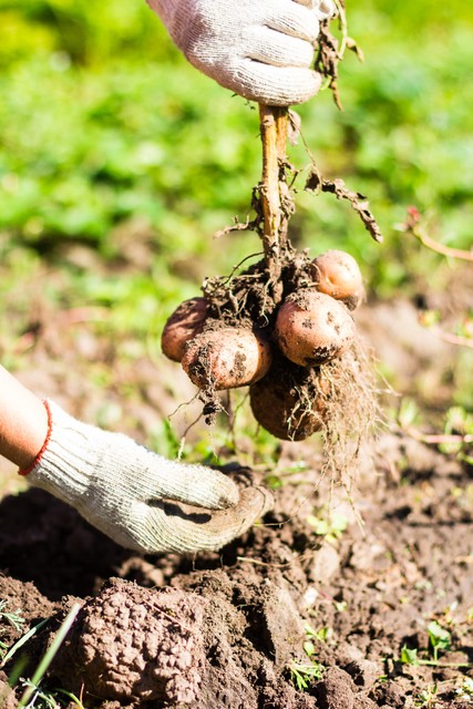 茉莉酸分子机制,茉莉酸受体抑制剂及其作用机理