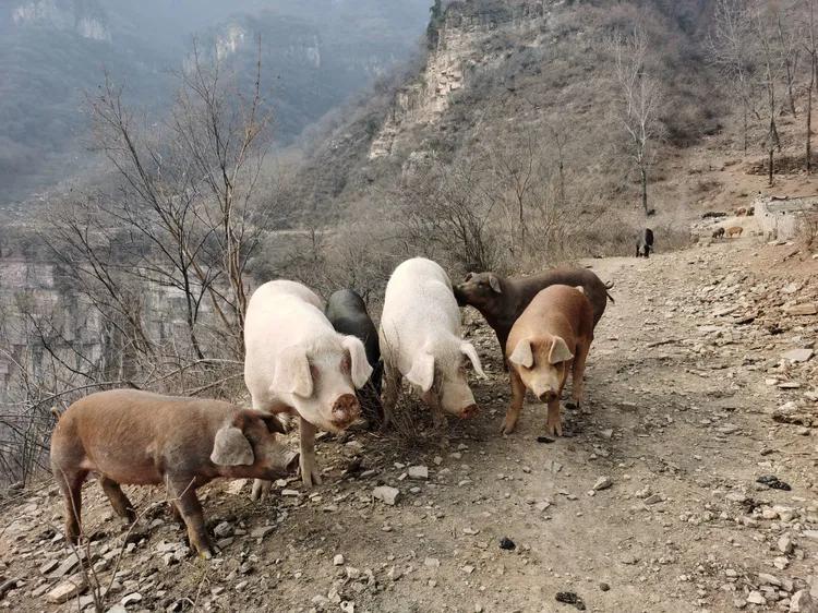 绝壁大梯白云寺,徒步白云寺