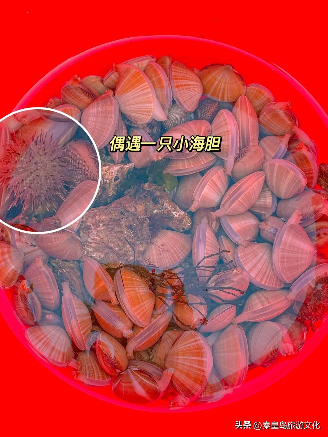 秦皇岛赶海海鲜都有什么,秦皇岛哪里可以赶海捉海鲜