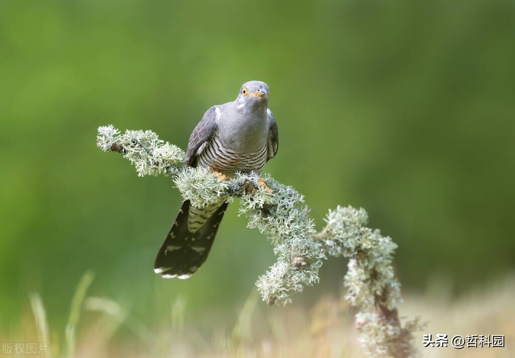 谷雨节气花信风视频,谷雨二候花信风