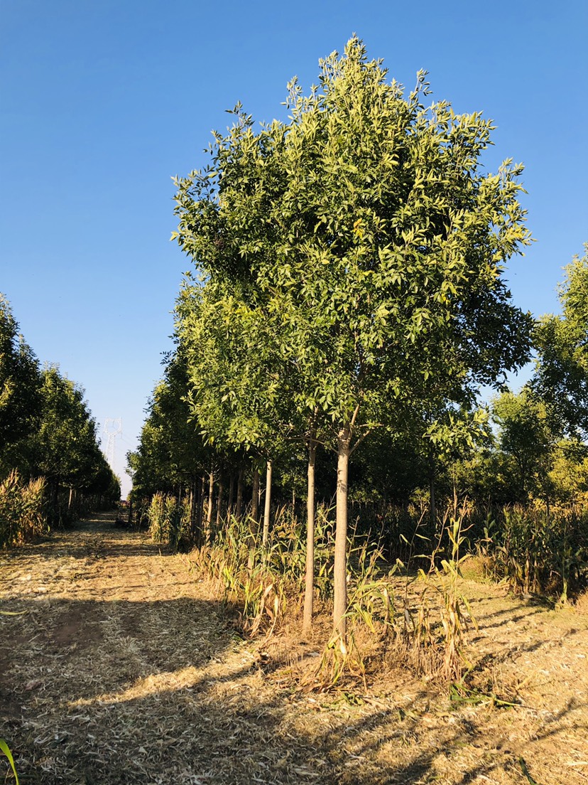 速生林有什么危害,速生苗木是不是骗人的