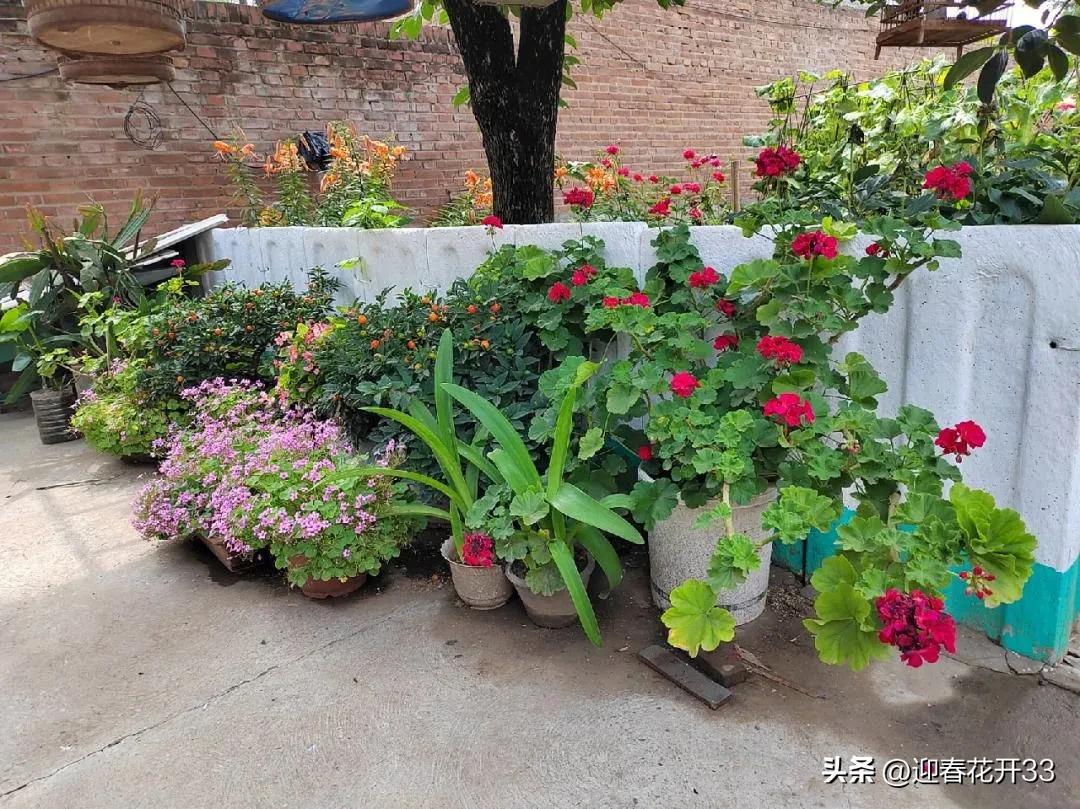 濂跺ザ鐖卞吇鐨勮姳,鐖卞吇鑺辩殑鑰佸お澶吇鐨勮姳鐪熷ソ