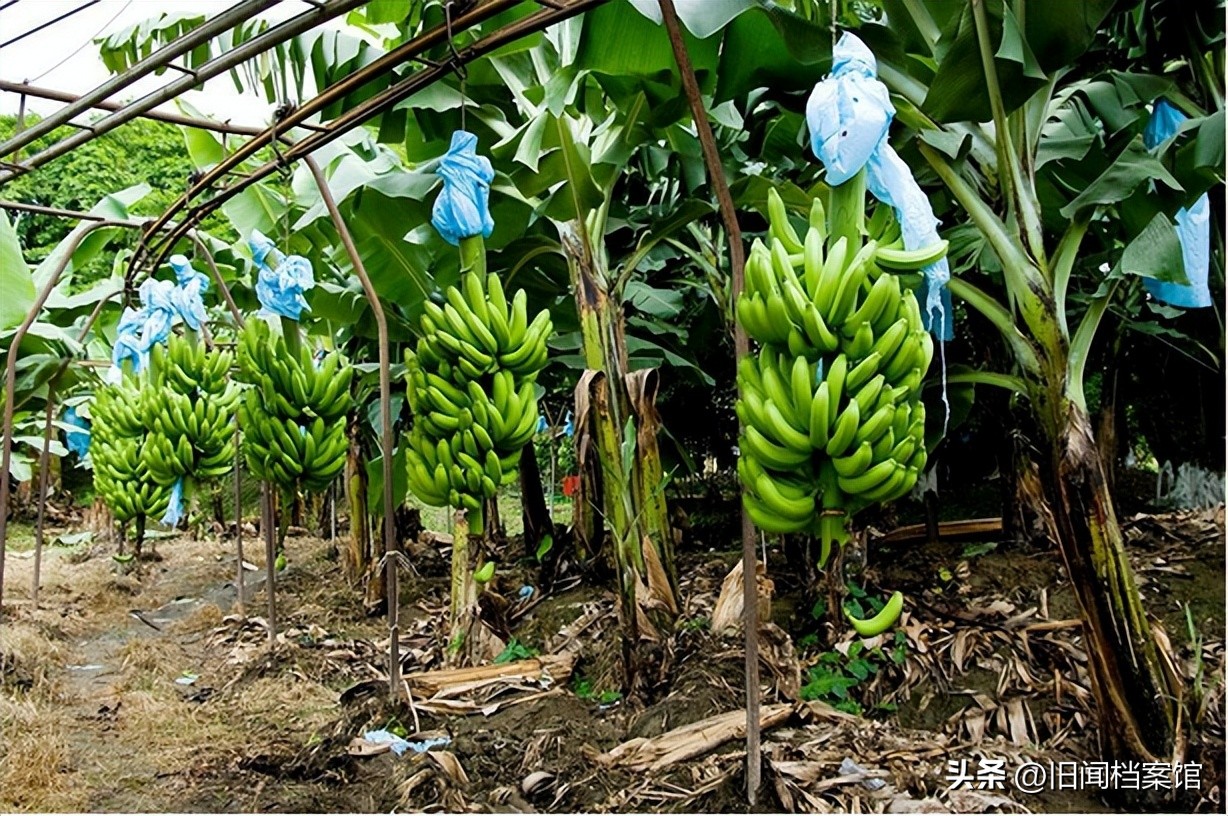 广东香蕉噎死孩子判决全文,小孩吃香蕉噎死找赠蕉者索赔