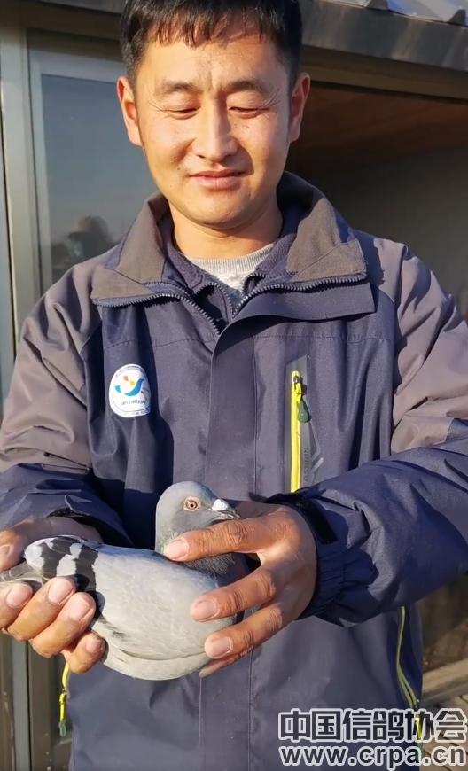 高分速高归巢！“世界杯”唐山阳光站第四关500公里比赛圆满收官