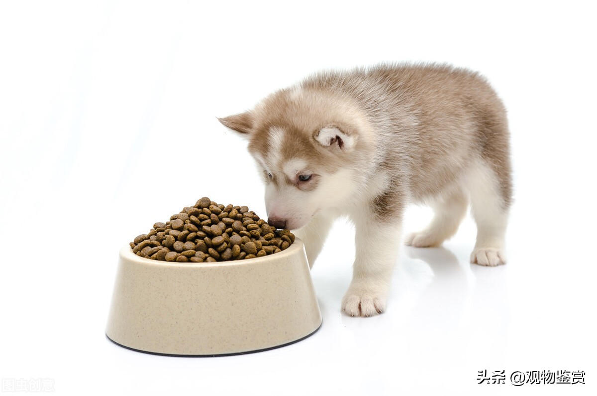 狗狗不能吃什么食物清单,幼犬狗狗不能吃的东西有哪些