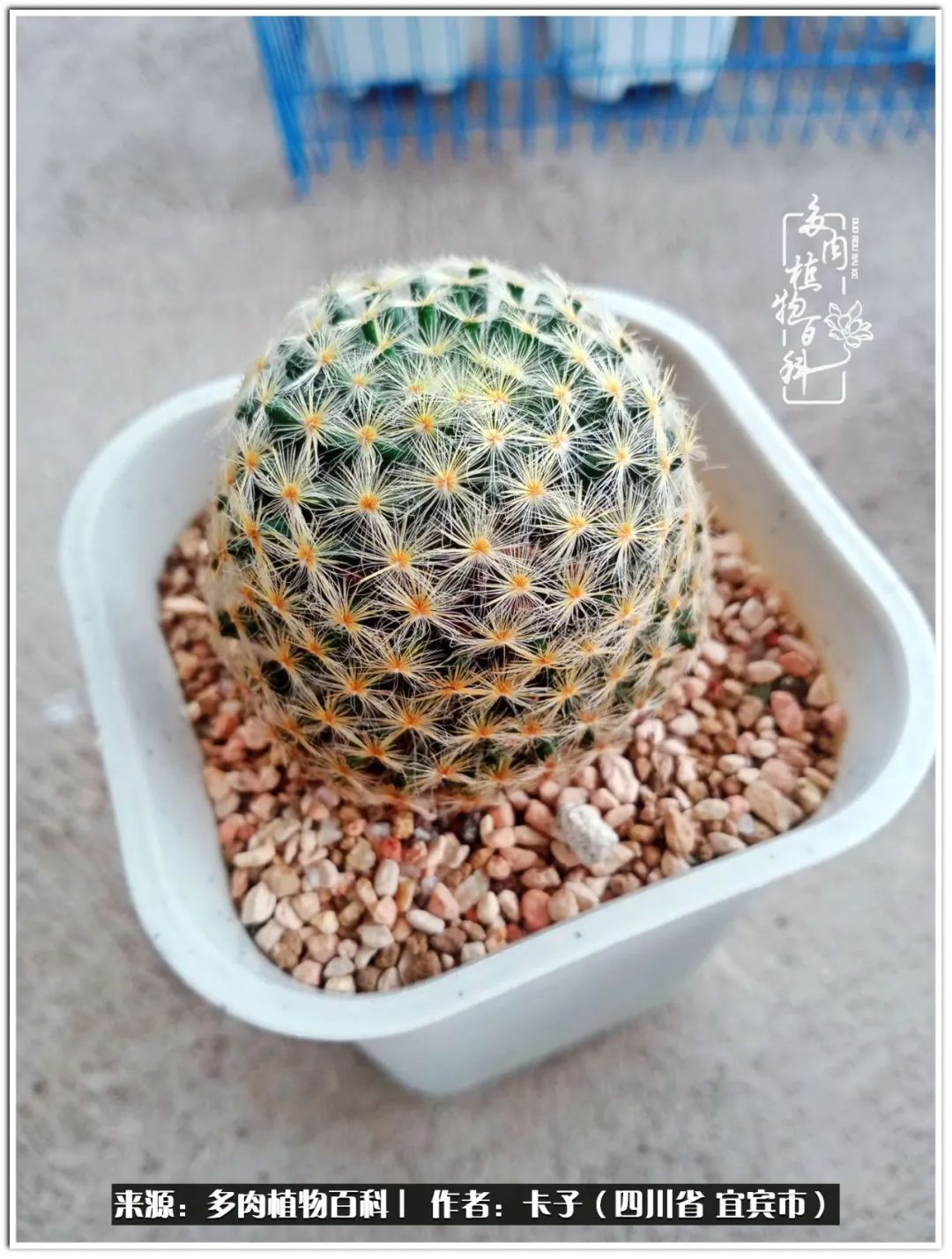 送我一轮明月文案,送我一轮明月