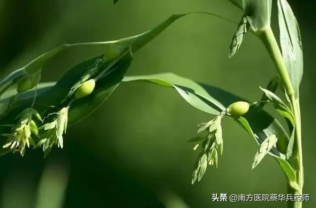 薏苡仁煮粥能除湿吗,薏苡仁药食同源可以祛湿嘛