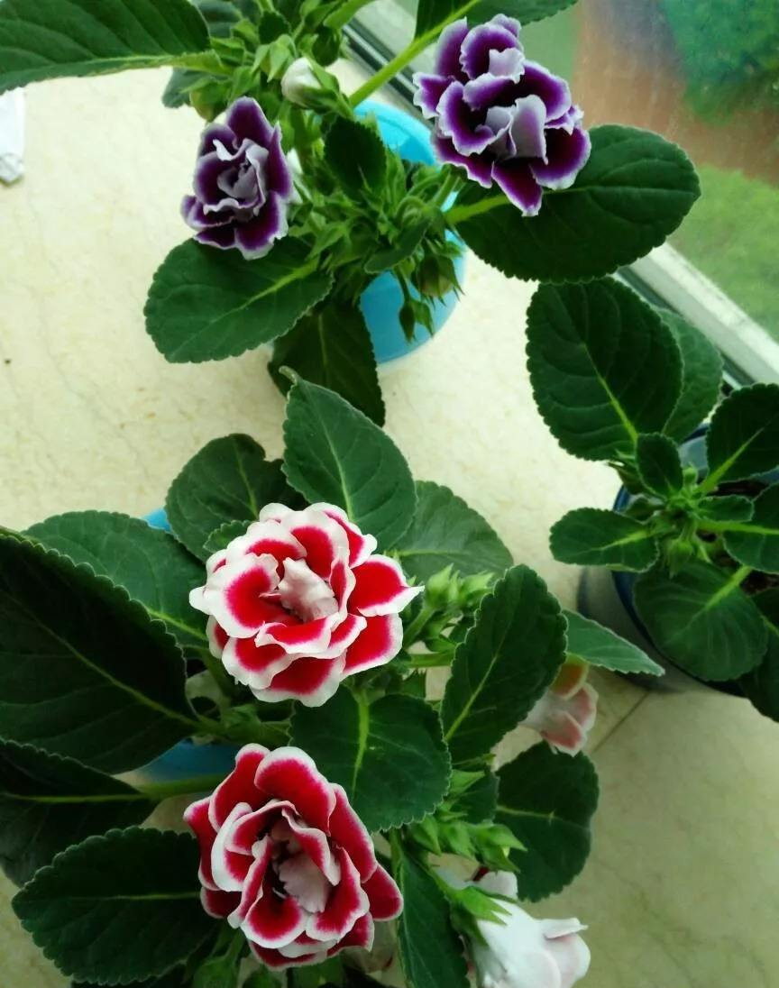 家里光照不足建议养这10种耐阴花,阴暗无光角落适合养什么花