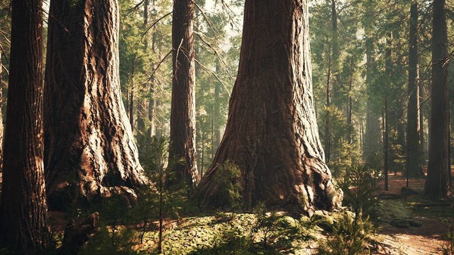 世界上最小的植物排行榜,地球上最小的和最大的植物