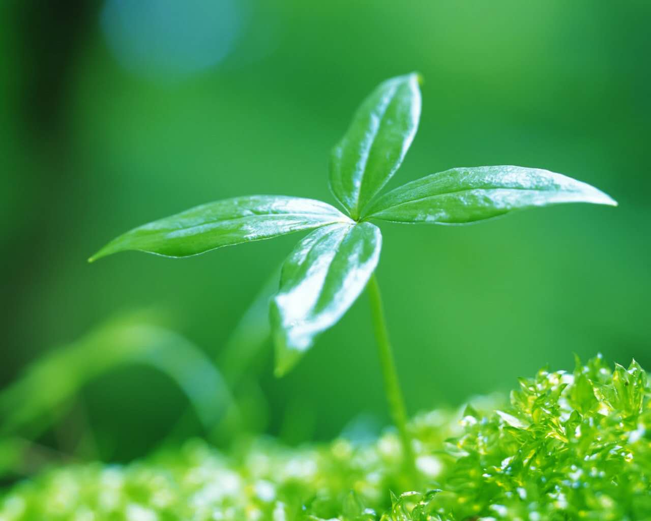 赞美春草的诗句古诗大全,描写春草的诗句十首