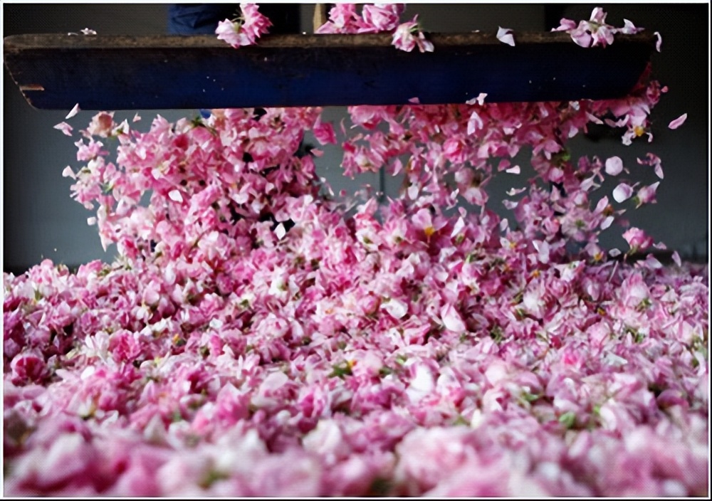 保加利亚深蹲,保加利亚第一王国