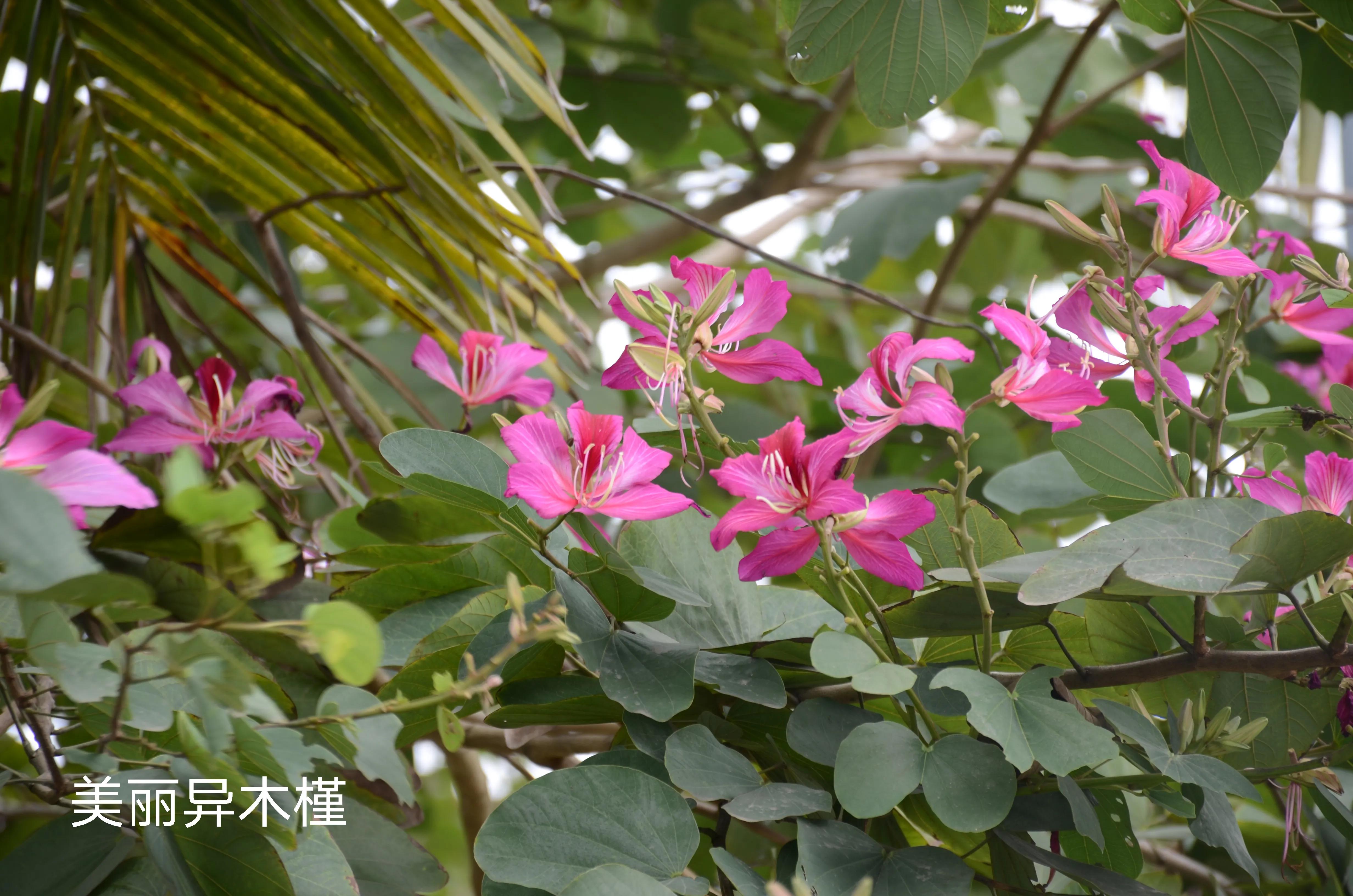 100种花草图片欣赏,50种花草图片大全