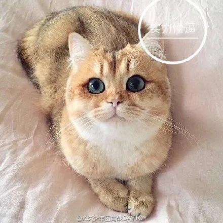 肖战微博上发自己的照片,肖战曾经的微博照片