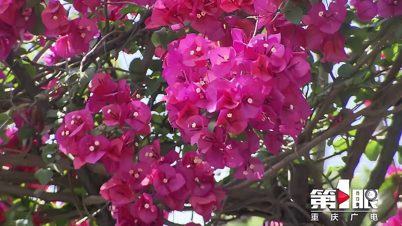 期待已久的三角梅绚丽多彩,街边的红紫三角梅艳丽开放