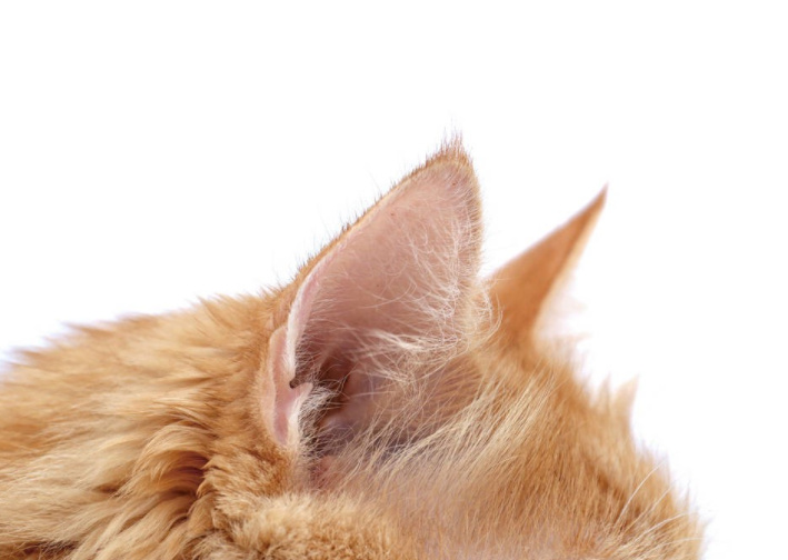 猫中耳炎会引起头颤抖吗,猫咪歪头中耳炎在家里治疗