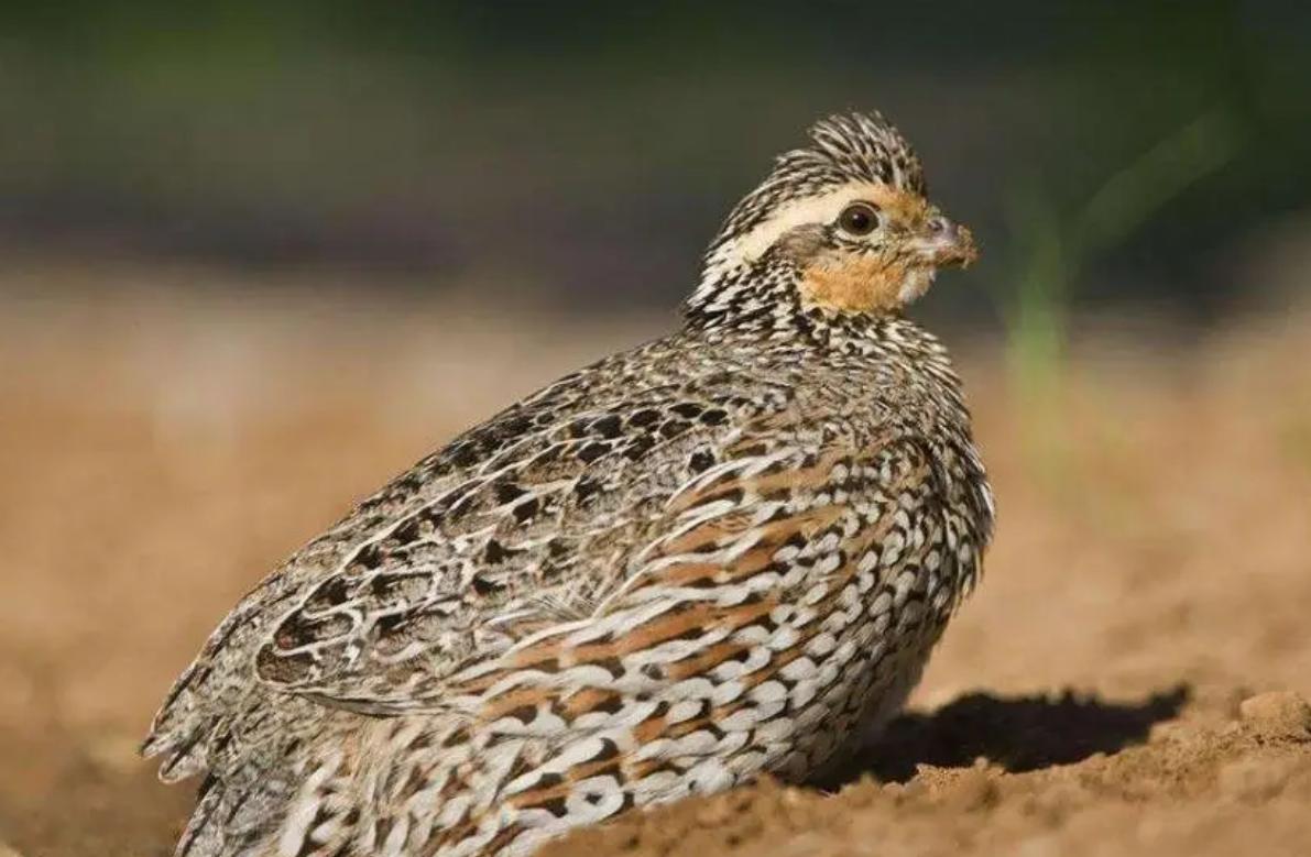 鹌鹑悲惨一生,鹌鹑的悲惨人生