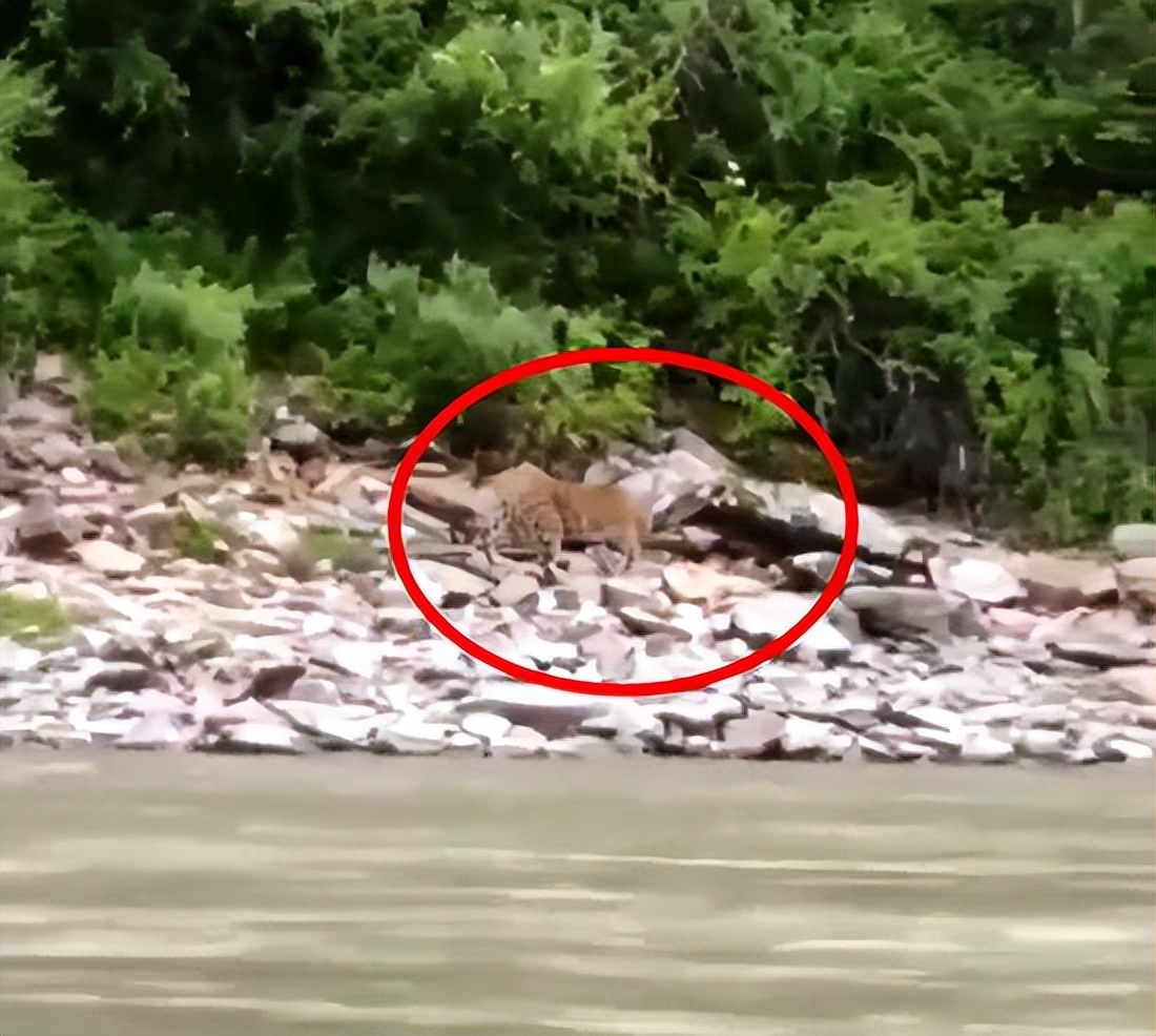 湖北发现豹子,湖北恩施发现野生豹