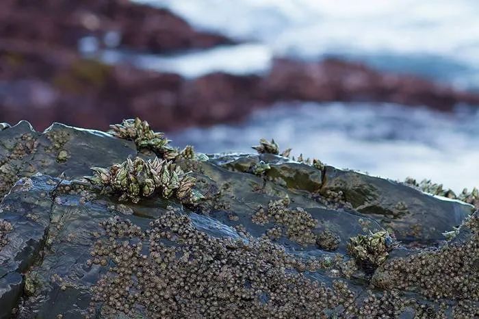在浙江吃藤壶，还以为吞了个鬼手