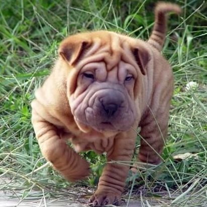 第一次养狗狗哪种狗狗适合新手养,几个月的狗狗适合新手养