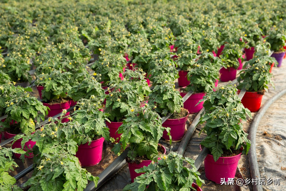 怎么发酵出来的种植酵素最好,酵素种植技术全过程