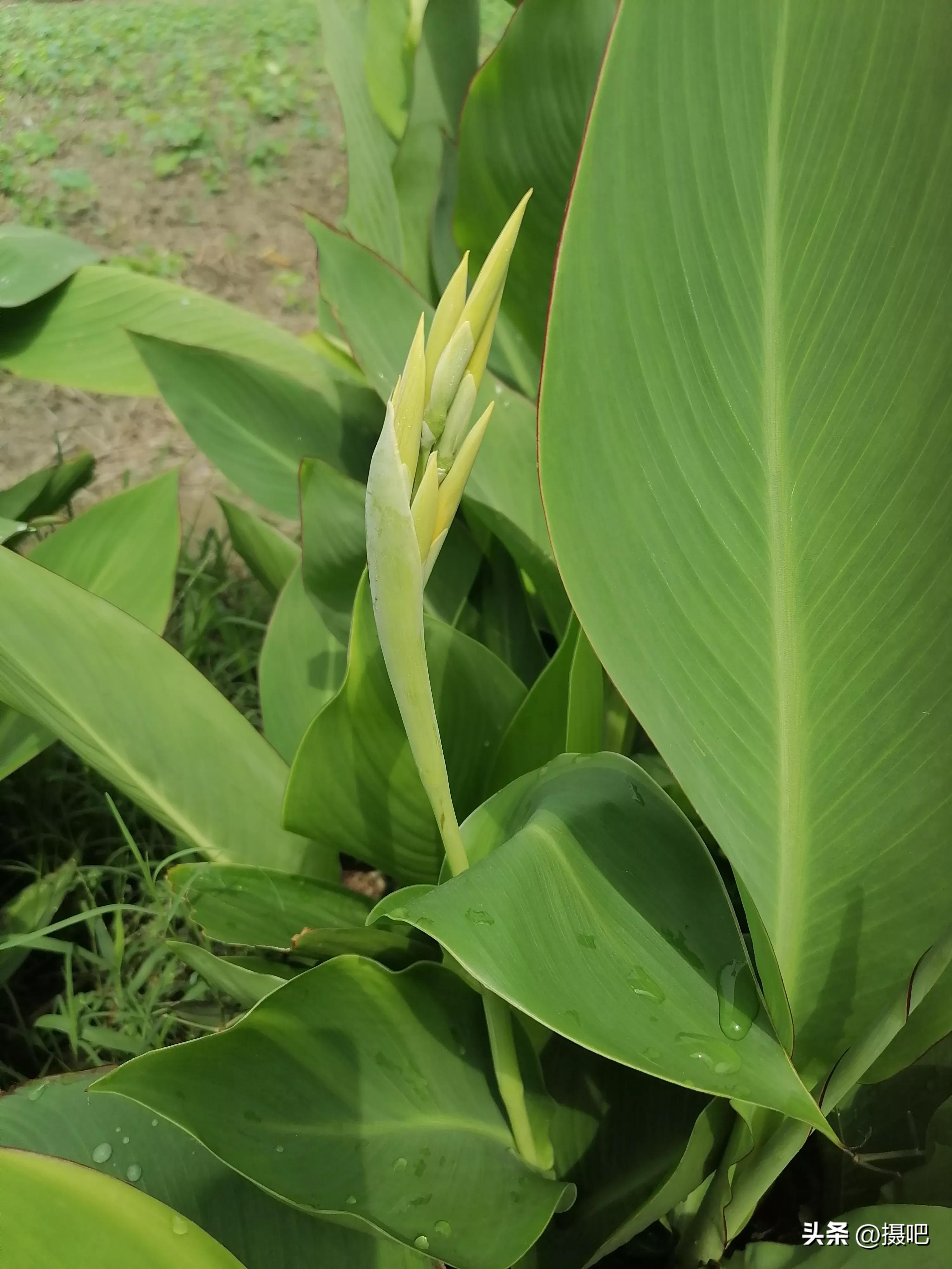 特大新鲜粽叶,大粽叶长在什么地方