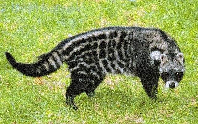 老农发现新物种,江西老农抓到神兽六不像