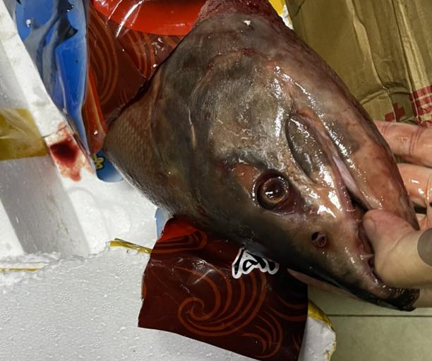 买鱼买到死鱼怎么退,在市场买到坏鱼怎么办