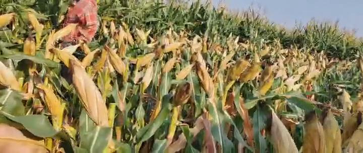 高产玉米种子批发价格第一名,高产玉米种子958