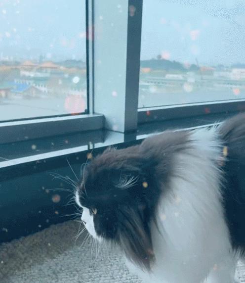 晴格格王艳豪门生活视频,晴格格王艳的家有多豪