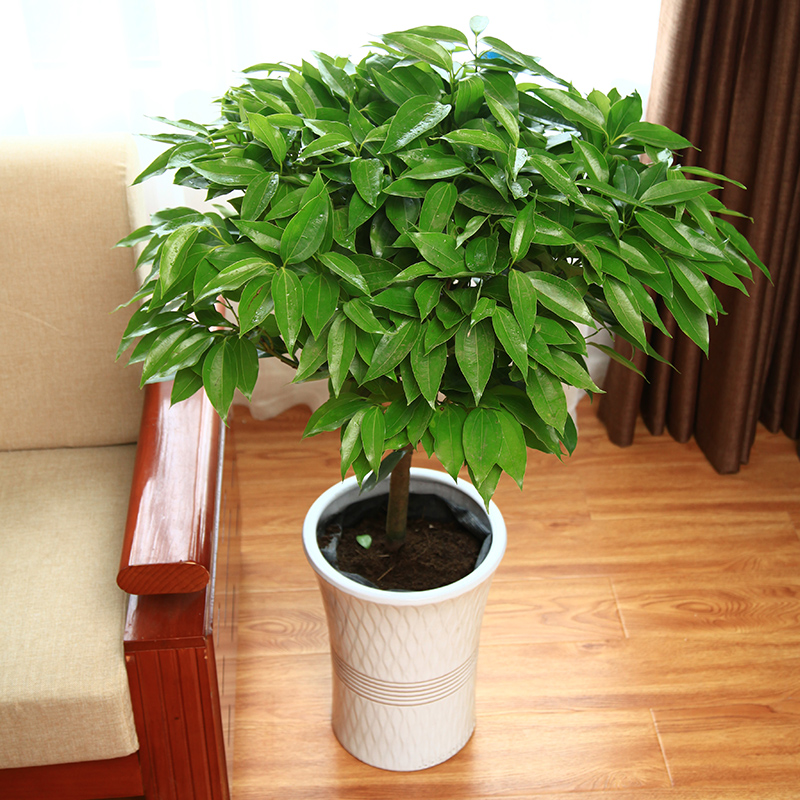 治愈系盆栽绿植推荐,室内小型绿植花卉推荐品种