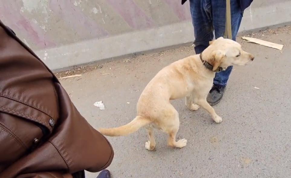 100斤拉布拉多被送到狗市售卖,100多斤的拉布拉多被主人卖了