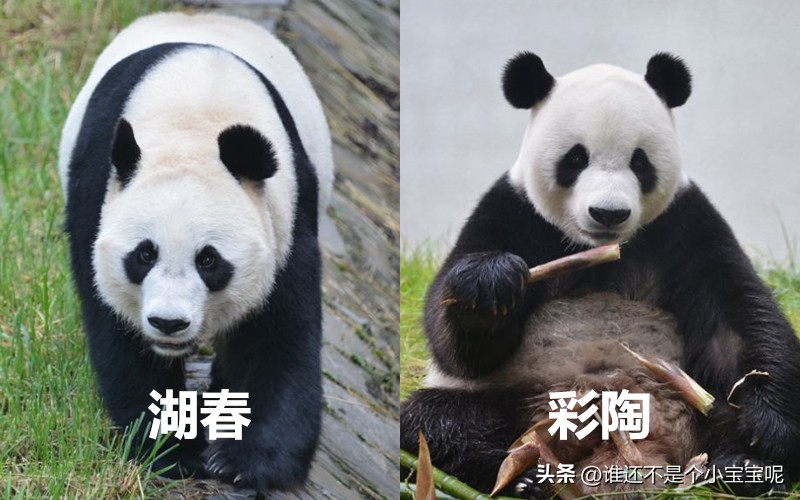 目前在国外的大熊猫有几只,大熊猫国外租借了多少只