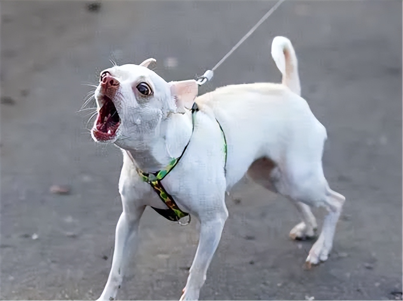 猫得了狂犬病一定会表现出症状吗,狂犬病初期症状一般在被咬几天后