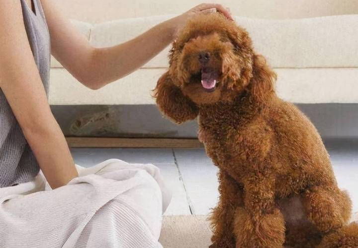 泰迪的各种行为表示什么意思,泰迪摸头有什么说法