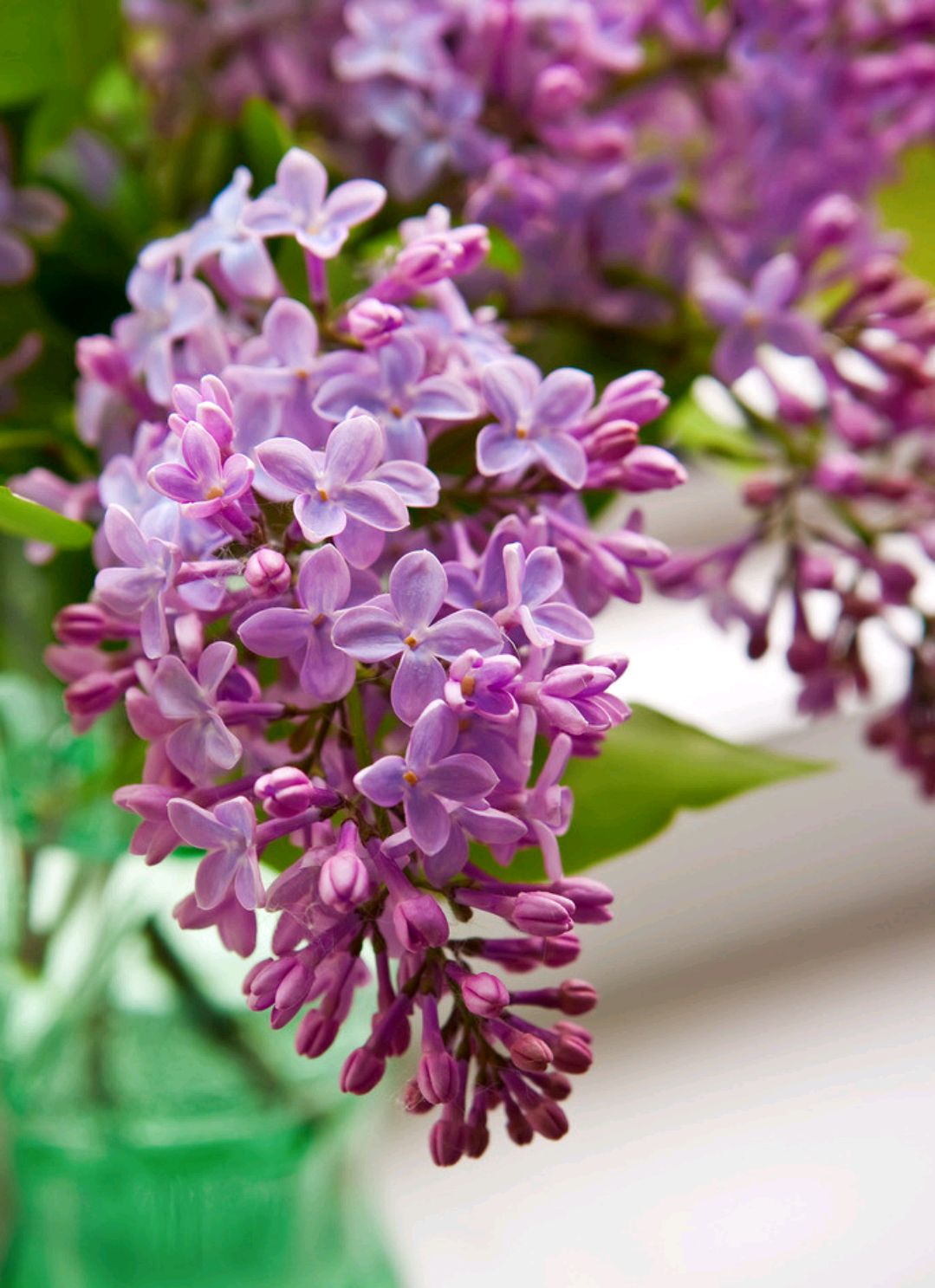 视觉盛宴五种赏花名花供您选择,春天十种最美的花介绍