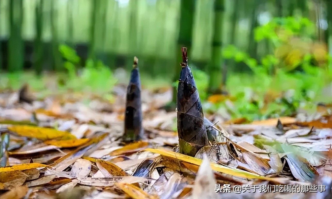 春天吃春笋禁忌多,春季吃笋注意事项