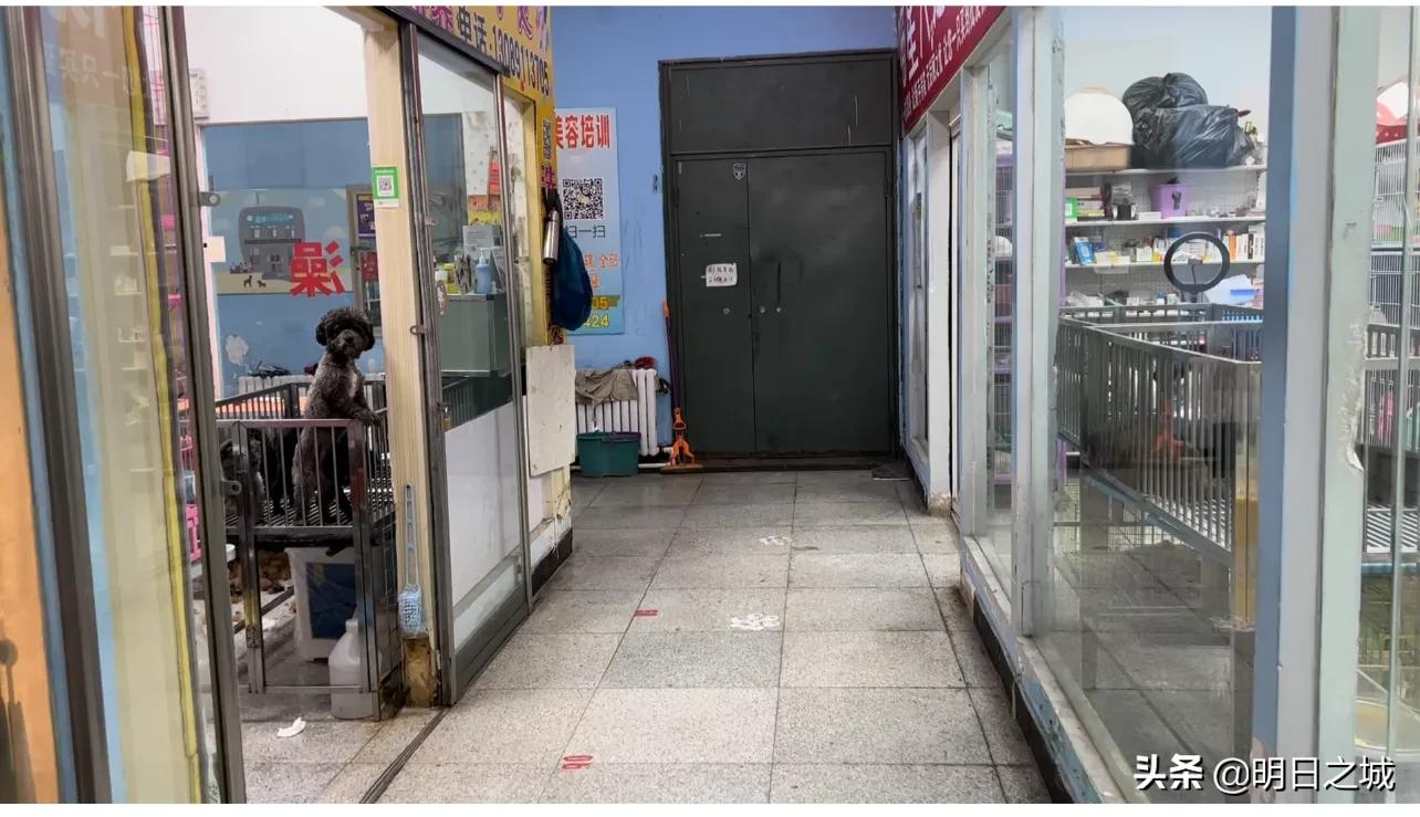 宠物猪长成300斤肥猪,两只宠物小乳猪