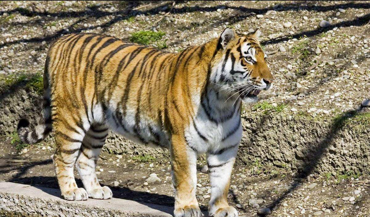 两只华南虎已能野外捕食,广东计划“放虎归山”,就不怕伤人?