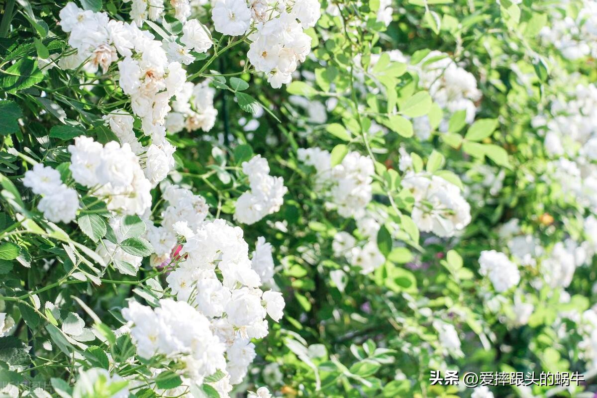 生如夏花灿烂的时候,生如夏花绚烂绽放歌曲视频