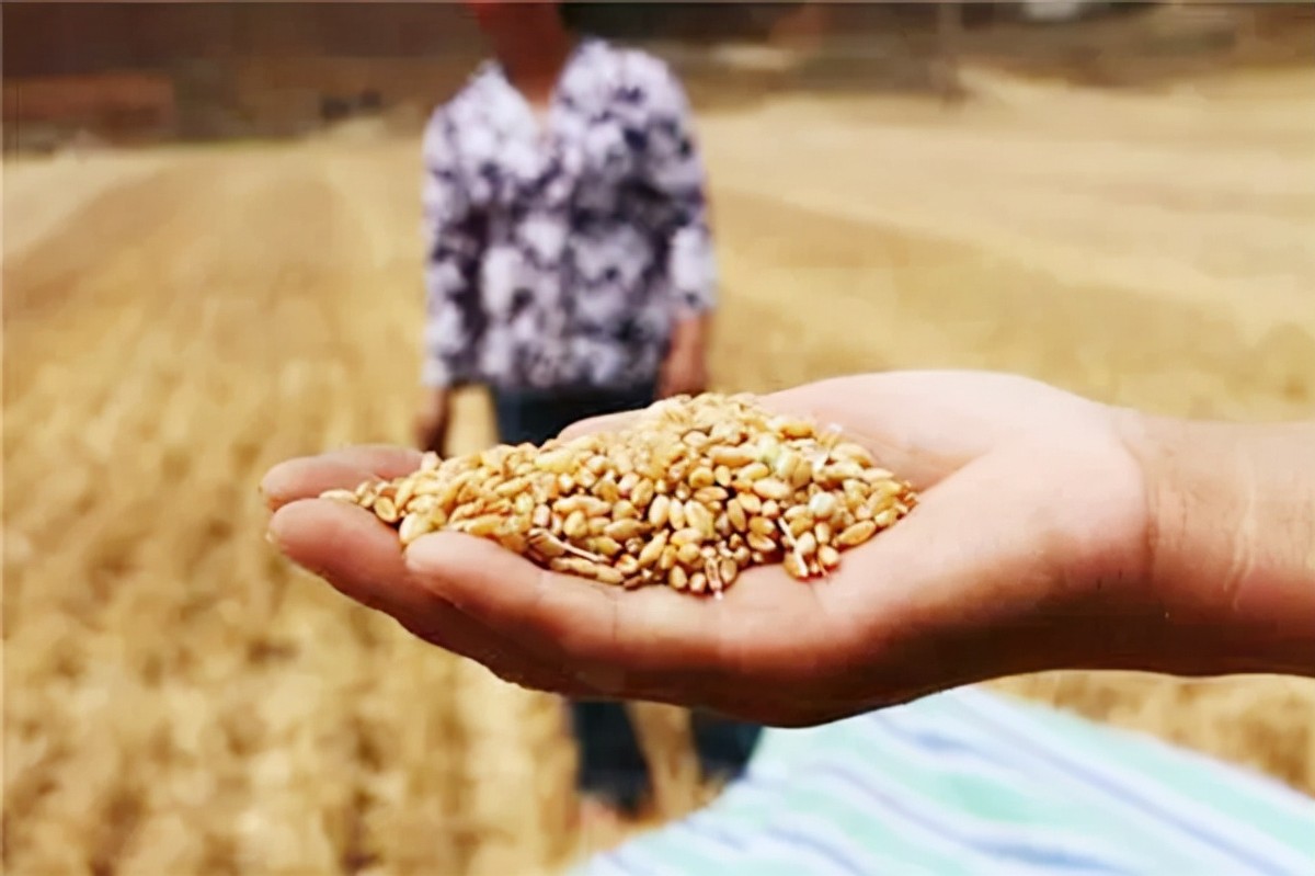 美国粮食比中国的便宜吗,美国与中国粮食产量对比