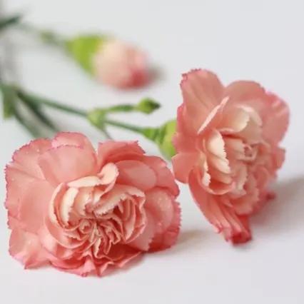 情人节花语代表什么,情人节送花记得看清花语