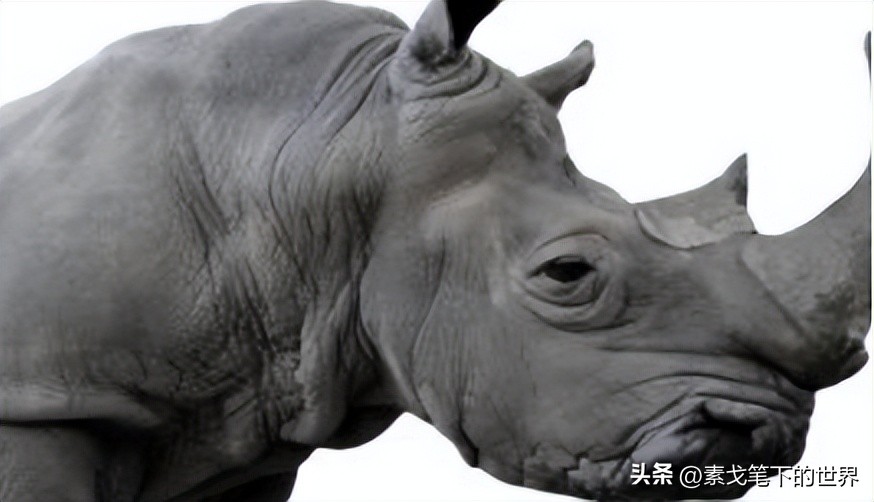 收入水平影响犀牛角消费偏好:野生与半野生犀牛角更受青睐