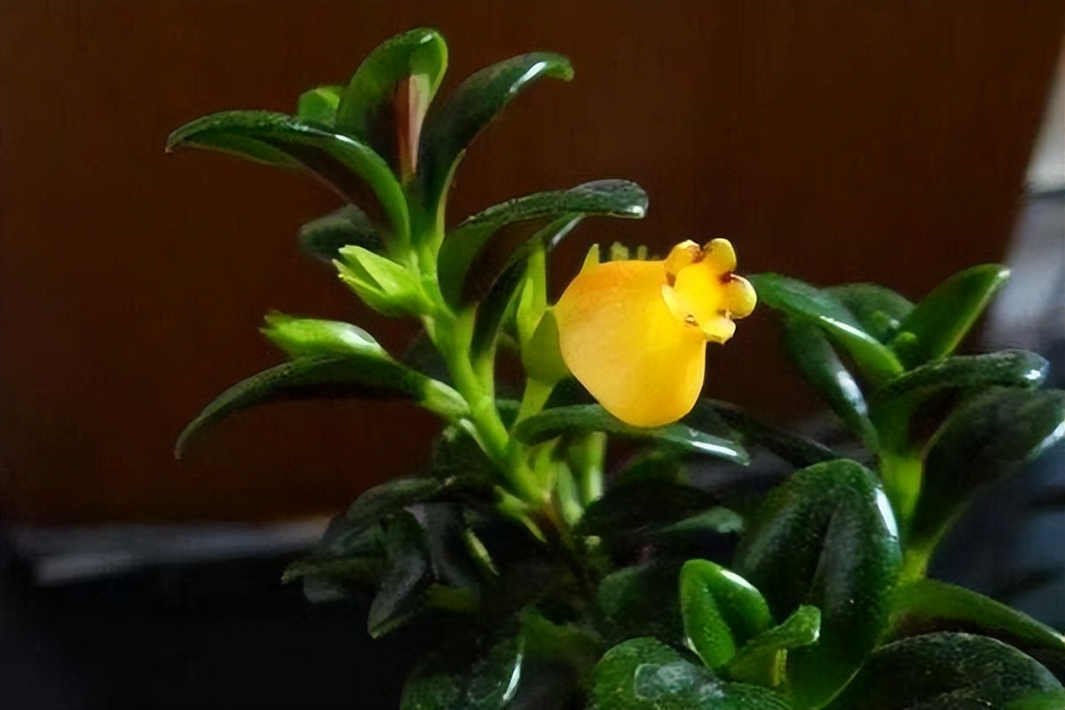 金鱼花养殖方法和注意事项有哪些,盆栽金鱼花的养殖方法和注意事项