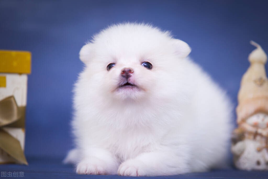 狗头落地是什么原因,狗头落地三年不吉利