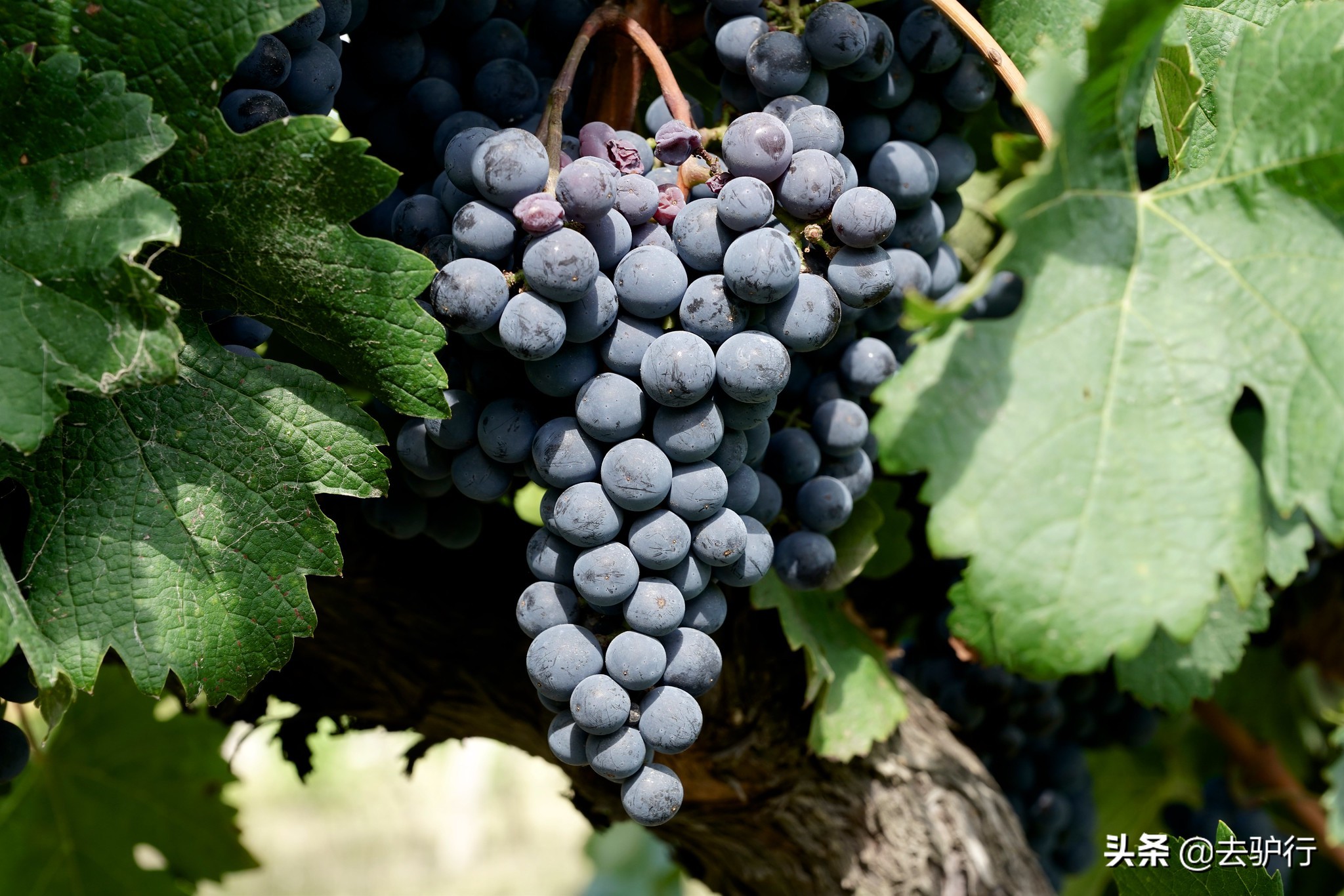 *疆新**昌吉：醒着来躺着回去，一座能被风景和美酒迷倒的地方