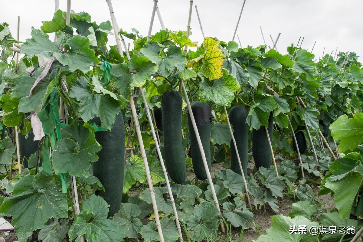 冬瓜稳产高产栽培技术计划书,冬瓜高产的管理方法
