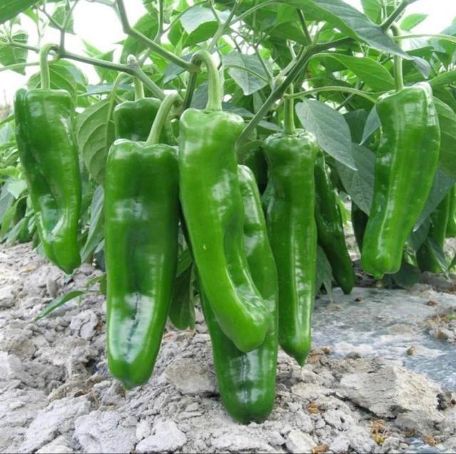 想要辣椒连续开花结果怎么管理,辣椒生长茂盛但结果少怎么办