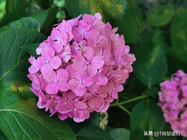 落英缤纷头条文章,落英缤纷芳草鲜美