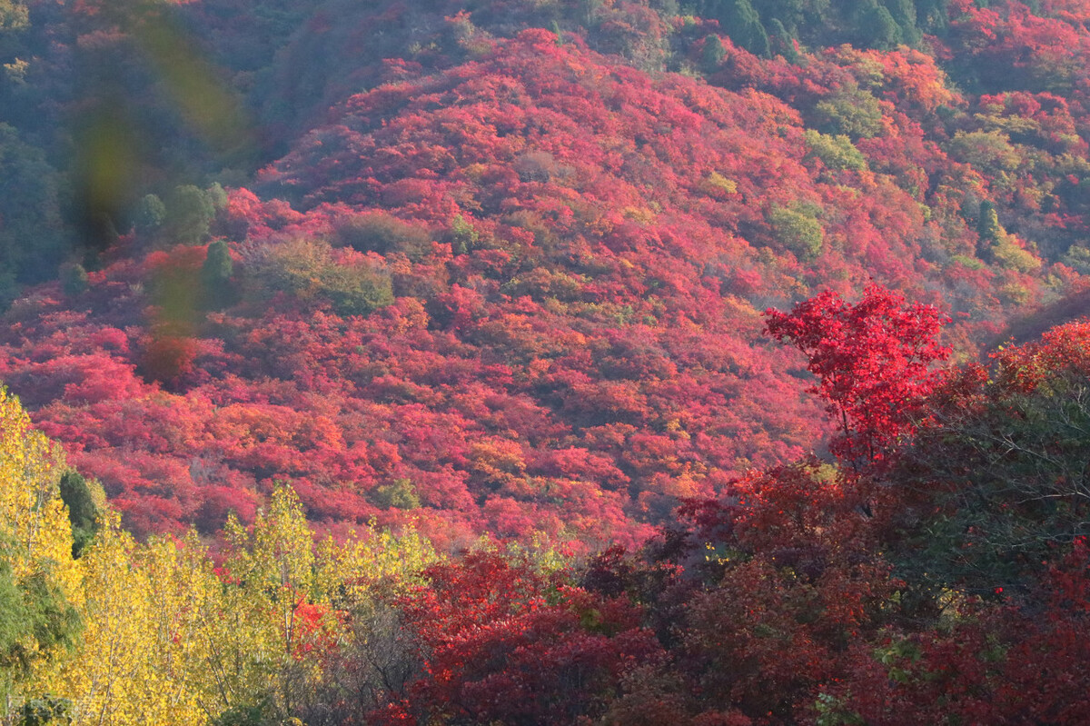没想到济南的秋天竟然可以这样美,秋天济南哪个景区最美