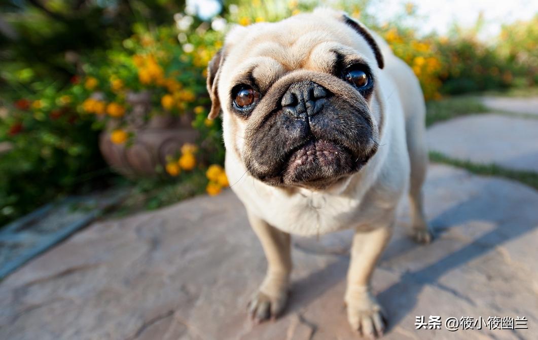 狗狗拉稀呕吐白色泡沫怎么回事,狗狗拉稀加呕吐吃什么药好得快